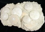 Fossil Sand Dollar Cluster From France - x #11050-1